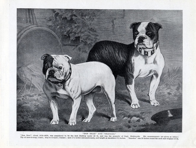 english bulldog original breed